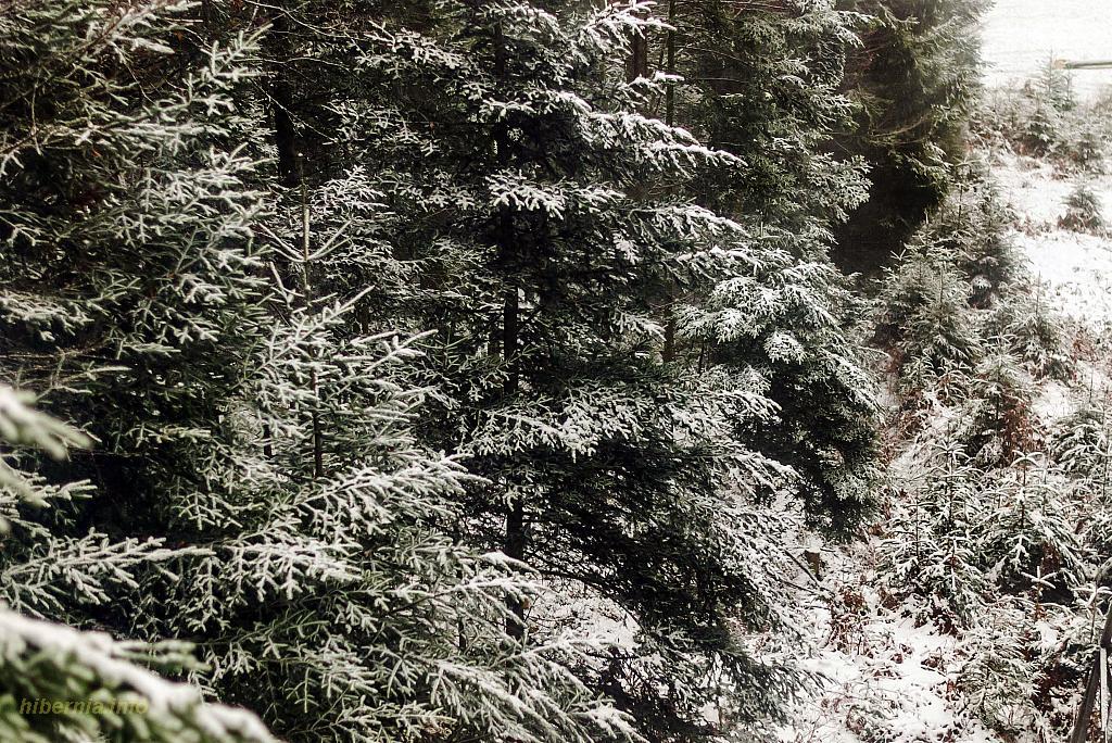 DSC 0956-1910941280-1