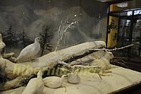 Natural History Museum