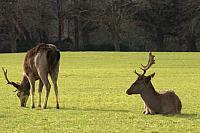 Phoenix Park