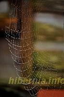 Web