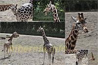 zoo071416