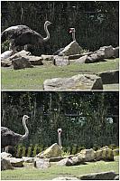 zoo071417